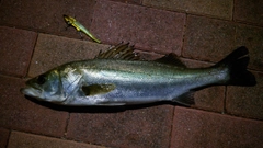 セイゴ（マルスズキ）の釣果