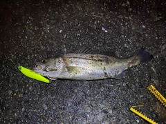セイゴ（マルスズキ）の釣果