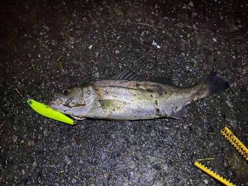 セイゴ（マルスズキ）の釣果