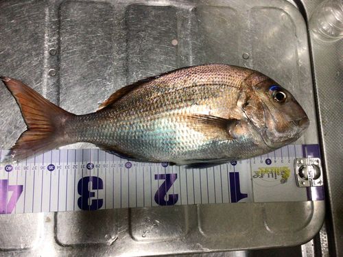 マダイの釣果