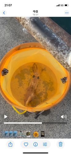 マメイカの釣果