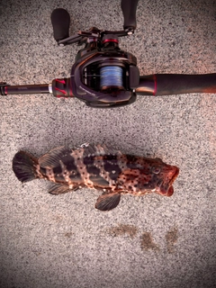 チャイロマルハタの釣果