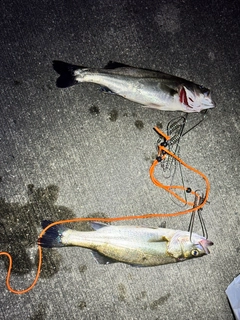 シーバスの釣果