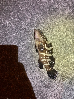 クエの釣果
