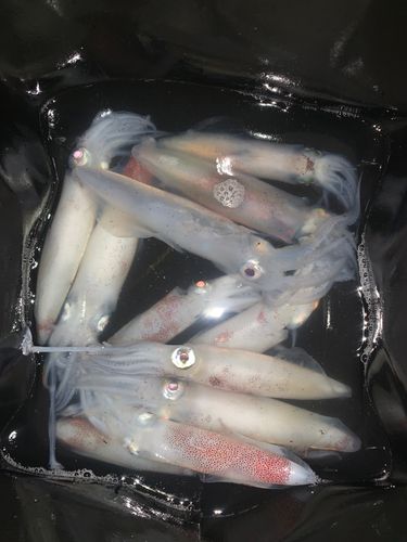 マメイカの釣果