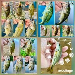 ラージマウスバスの釣果