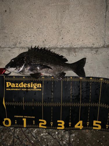 チヌの釣果