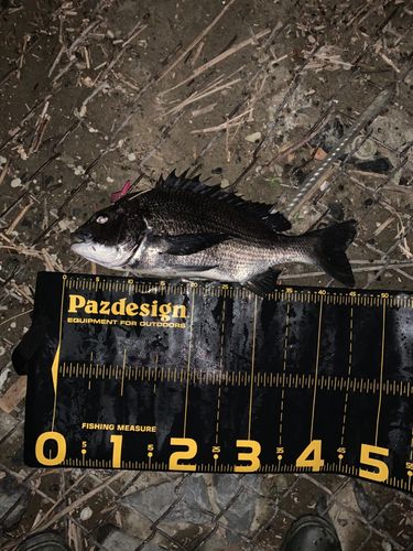 チヌの釣果