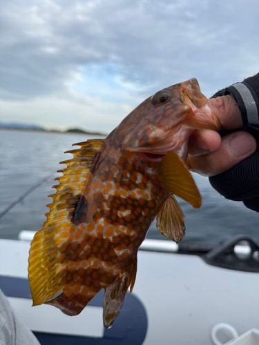 キジハタの釣果