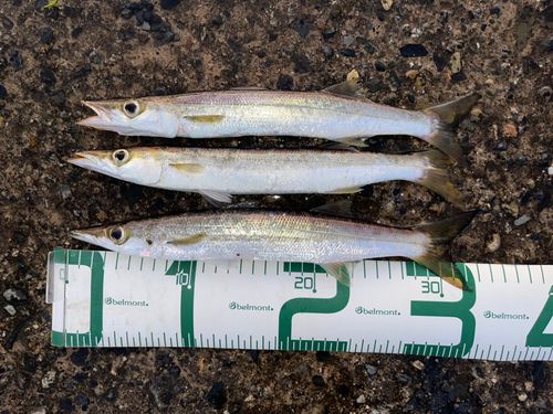 カマスの釣果