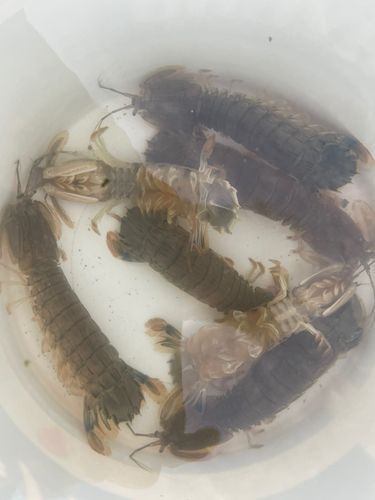 シャコの釣果
