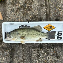 ラージマウスバス