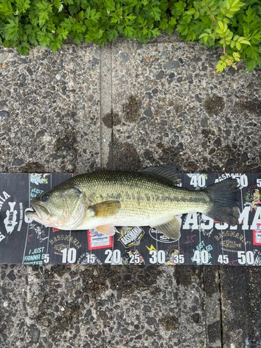 ラージマウスバスの釣果