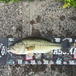 ラージマウスバス