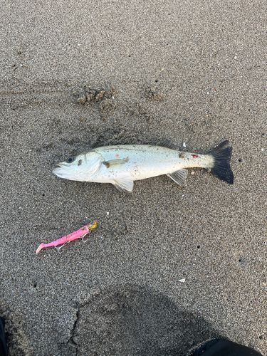 セイゴ（マルスズキ）の釣果