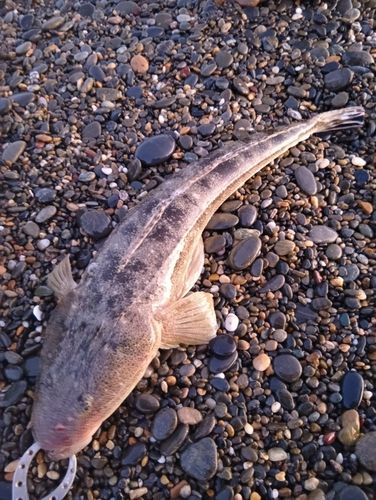 マゴチの釣果