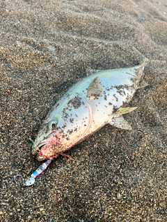 ワラサの釣果