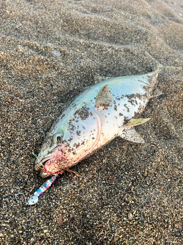 ワラサの釣果