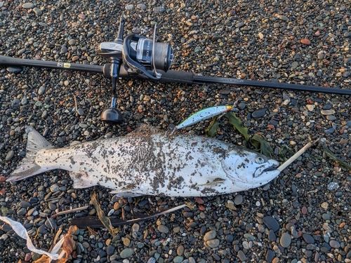 サクラマスの釣果