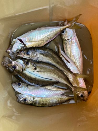 アジの釣果