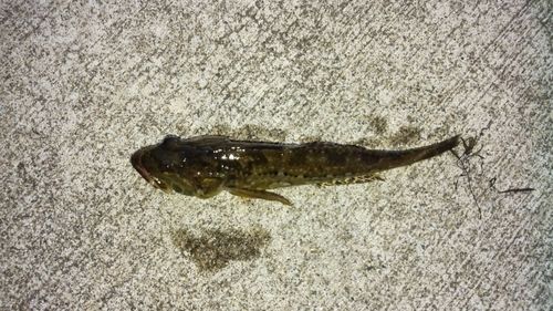 アサヒアナハゼの釣果