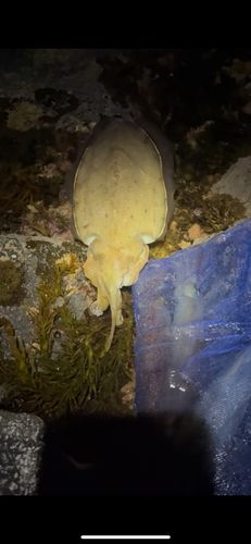 ケンサキイカの釣果