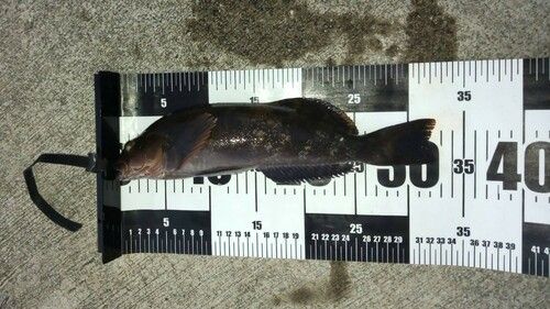 アイナメの釣果