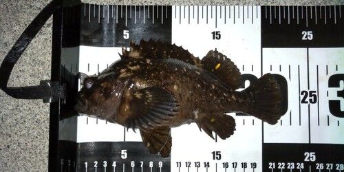 オウゴンムラソイの釣果