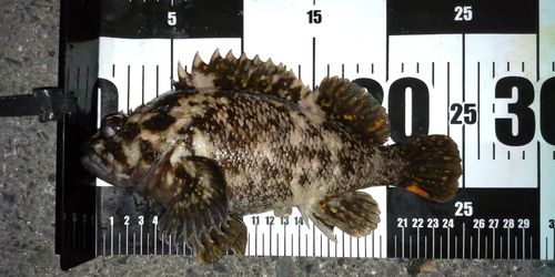 オウゴンムラソイの釣果