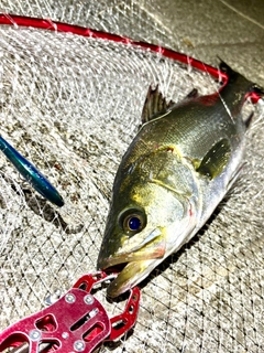 フッコ（マルスズキ）の釣果