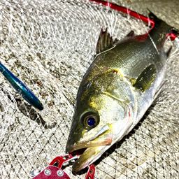 フッコ（マルスズキ）