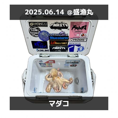 タコの釣果