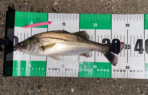 シーバスの釣果