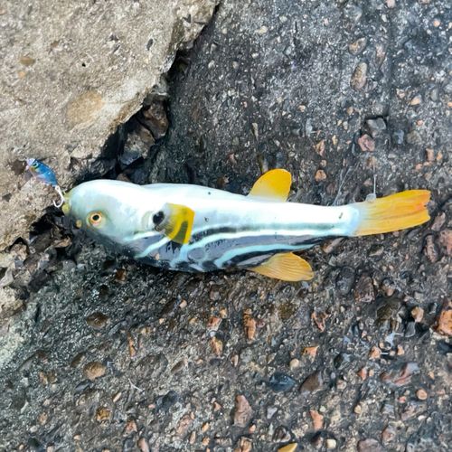 シマフグの釣果