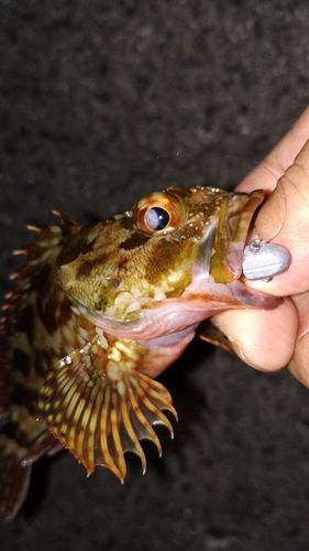 カサゴの釣果