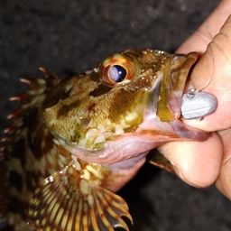 カサゴ