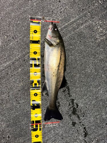 フッコ（マルスズキ）の釣果