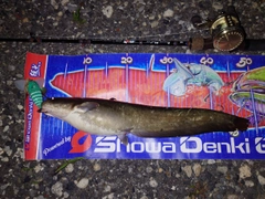 マナマズの釣果