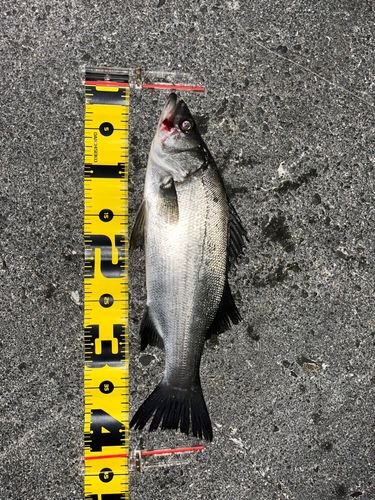 セイゴ（ヒラスズキ）の釣果