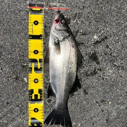 セイゴ（ヒラスズキ）