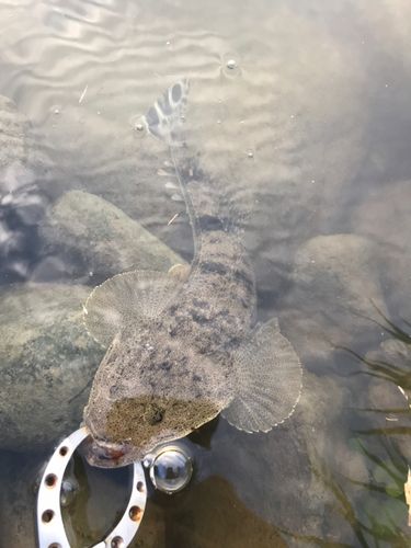マゴチの釣果