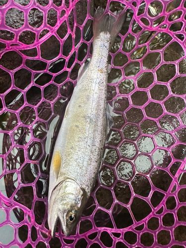 ヤマメの釣果