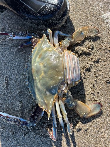 ワタリガニの釣果