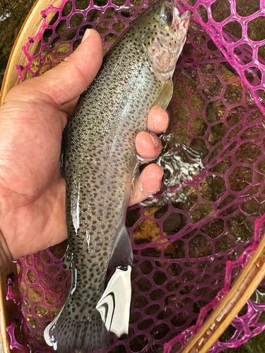 ニジマスの釣果
