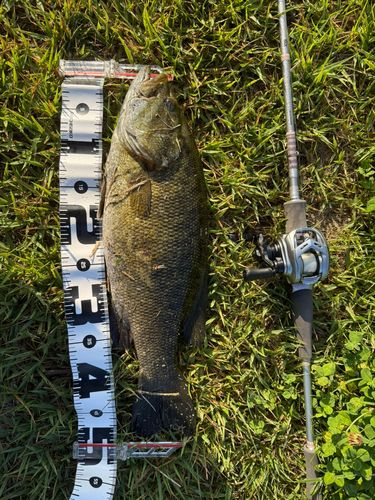 スモールマウスバスの釣果