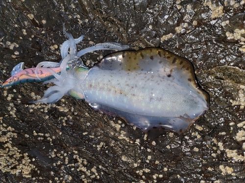 アオリイカの釣果
