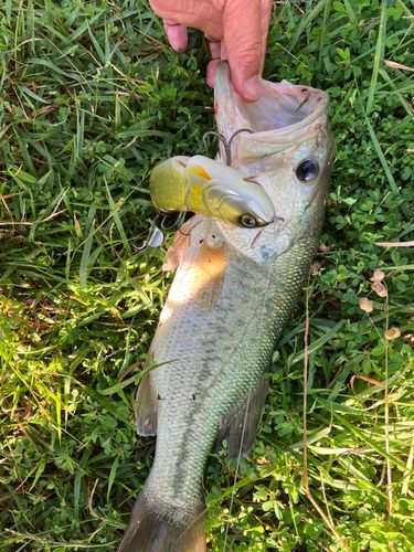 ラージマウスバスの釣果