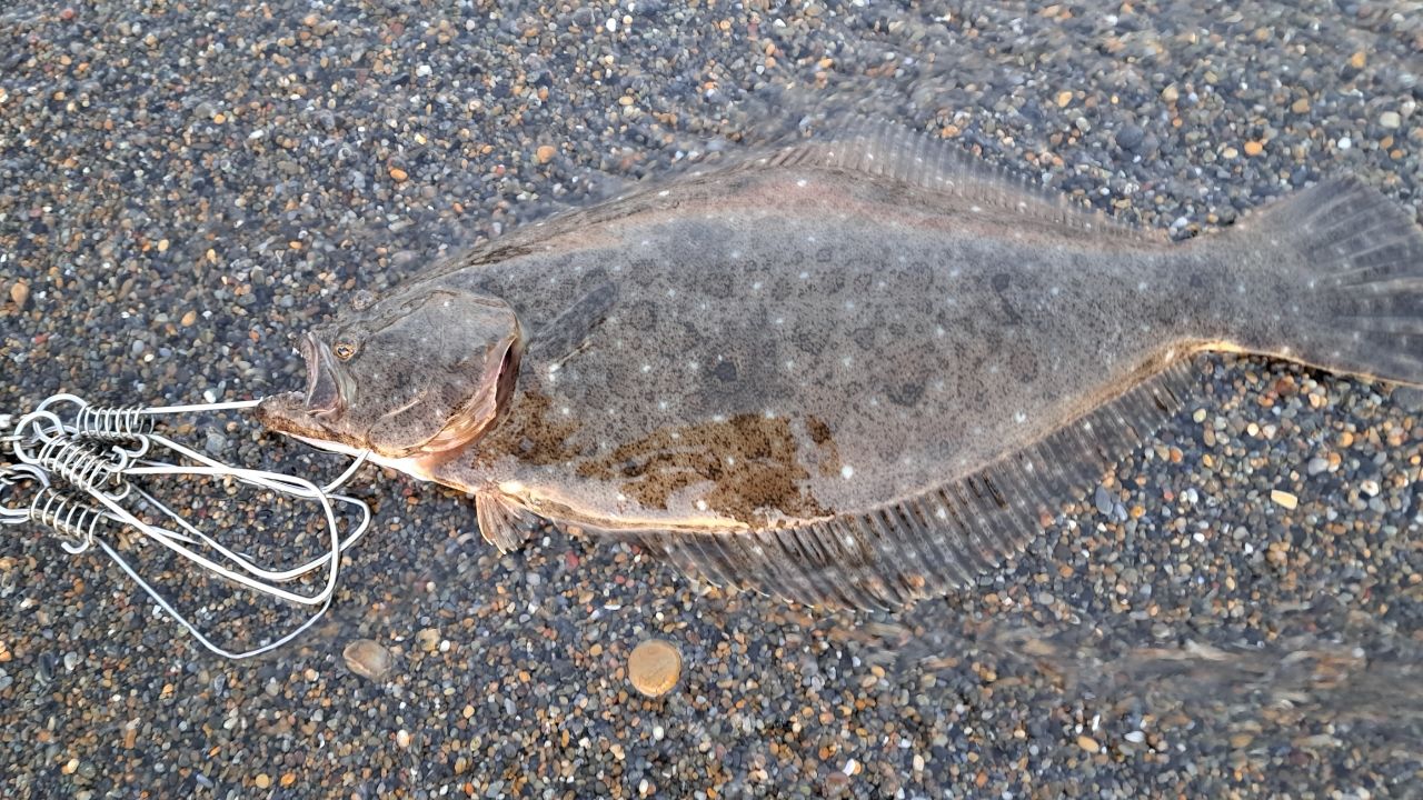ヒラメ