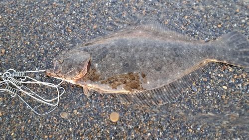 ヒラメの釣果