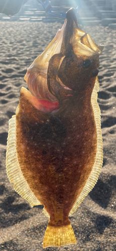 ヒラメの釣果